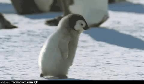gif animata