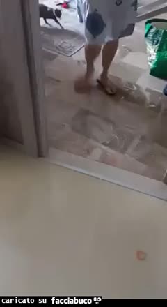 Gif Animata