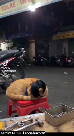 Gif Animata