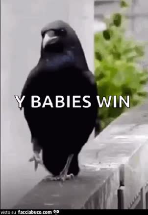 gif animata