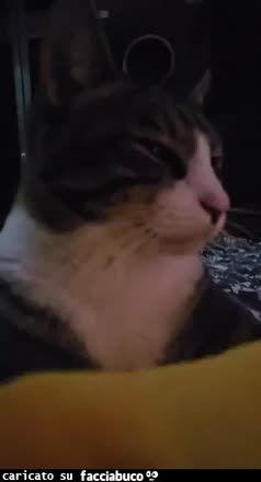 gif animata