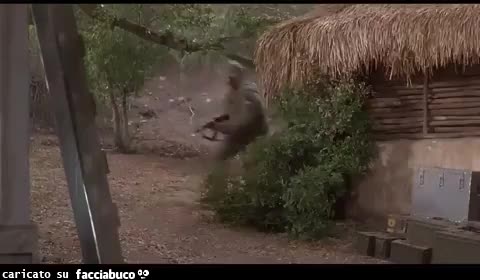 Gif Animata