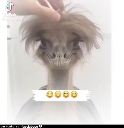 gif animata