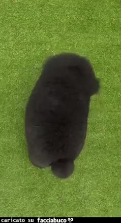 Gif Animata