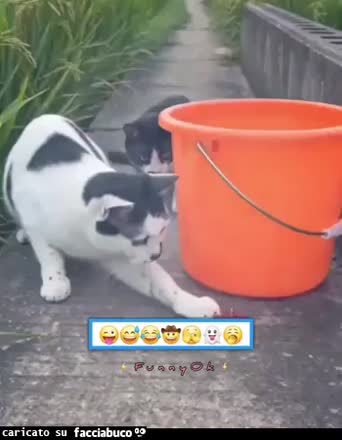 Gif Animata