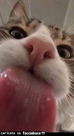 gif animata