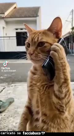 Gif Animata