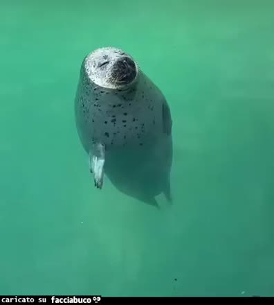 Gif Animata