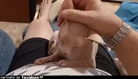 Gif Animata