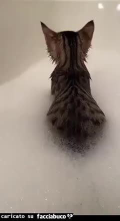 gif animata
