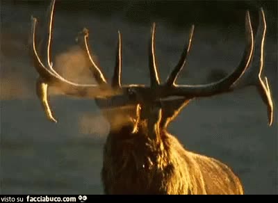 gif animata