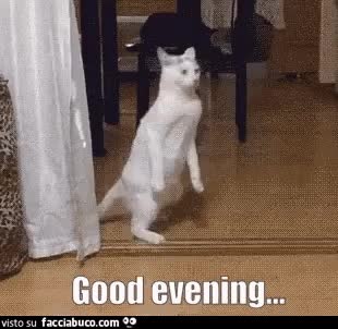gif animata