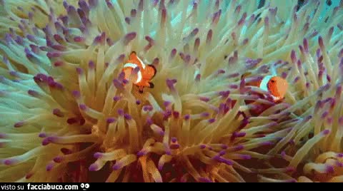 gif animata