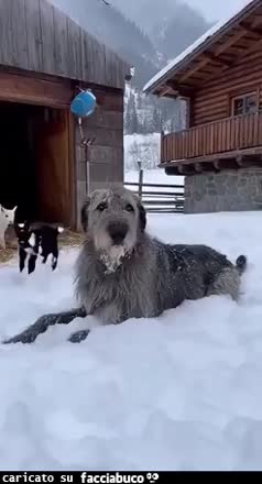 Gif Animata