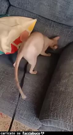 Gif Animata