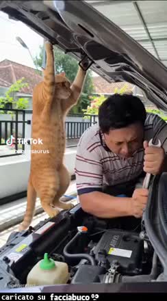 Gif Animata