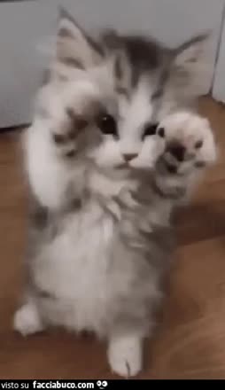 gif animata