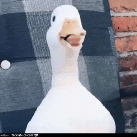 gif animata