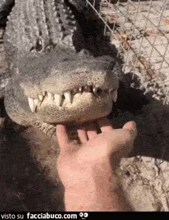 gif animata