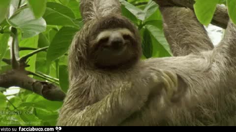 gif animata