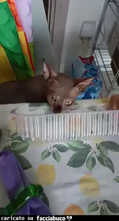 Gif Animata