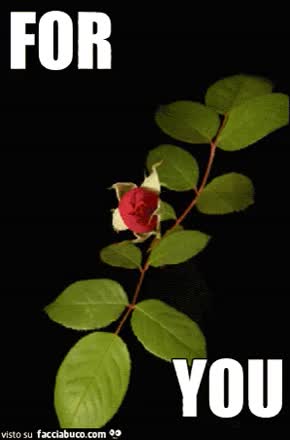gif animata