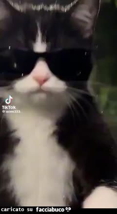Gif Animata