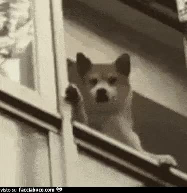 gif animata