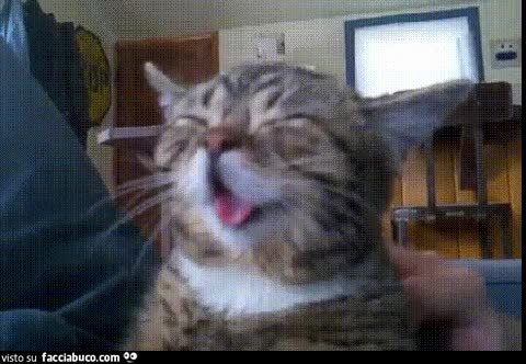 gif animata