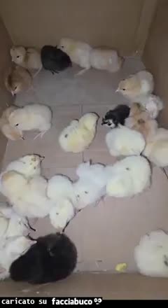 Gif Animata