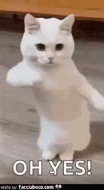 gif animata