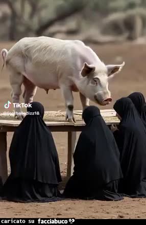 Gif Animata