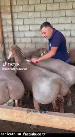 Gif Animata