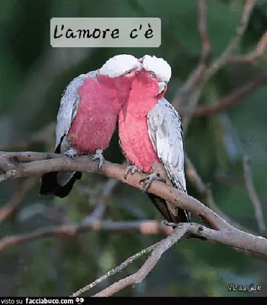 Gif Animata