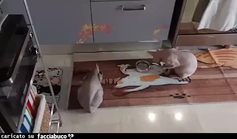 Gif Animata