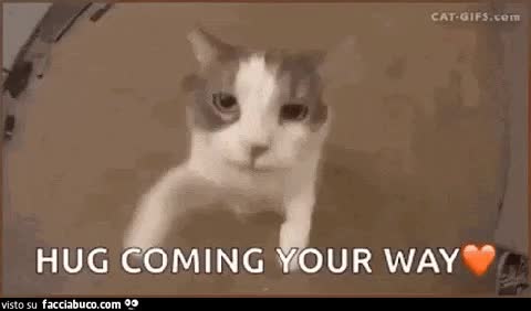 gif animata