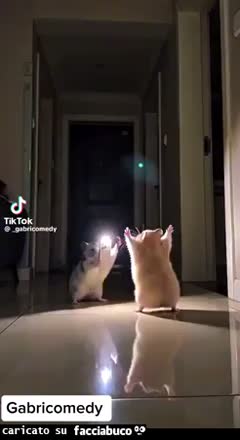 Gif Animata