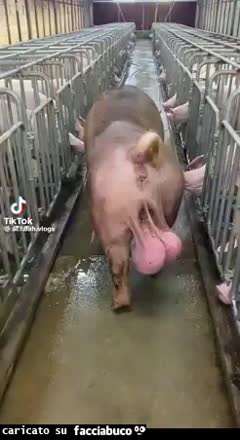 Gif Animata