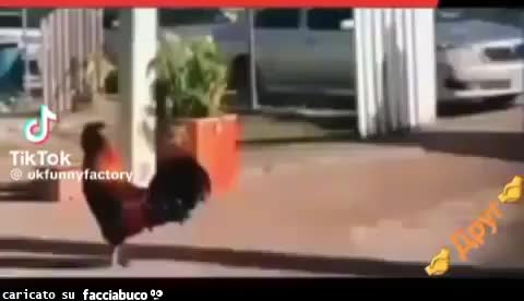 Gif Animata