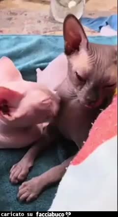 gif animata