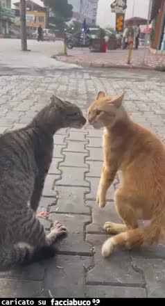 Gif Animata