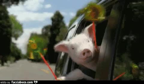 gif animata
