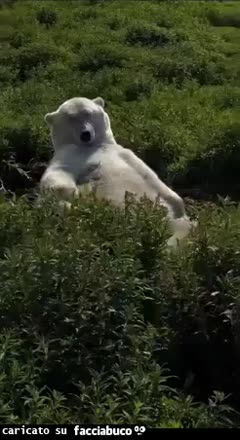 Gif Animata