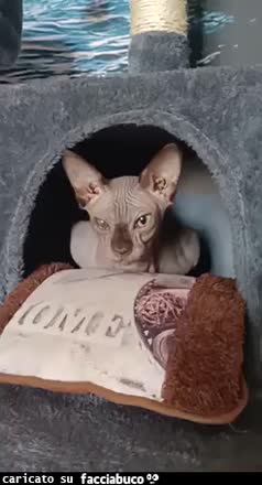 Gif Animata