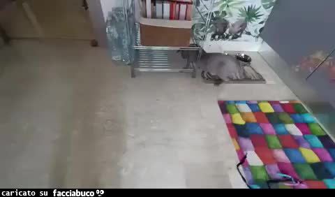 Gif Animata