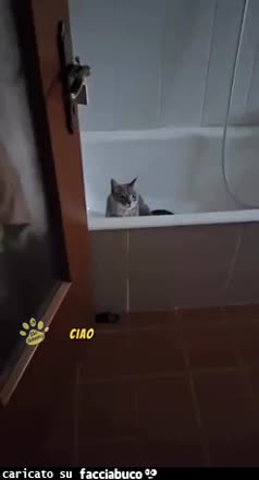 Gif Animata