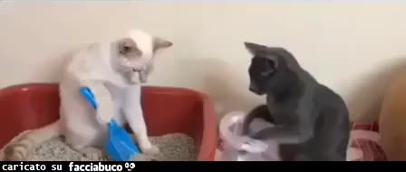 gif animata