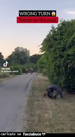 Gif Animata