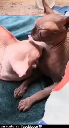gif animata
