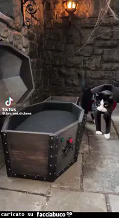 Gif Animata